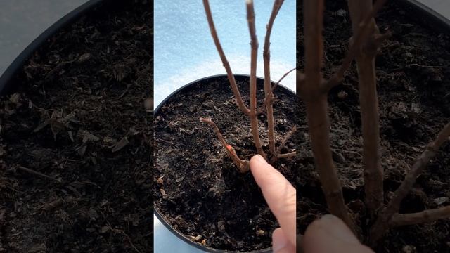 Гортензия метельчатая "Металлика"/ Новогодний подарок самой себе/ смотреть онлайн