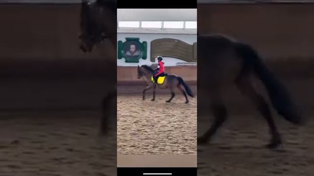 Самостоятельный галоп #shorts смотреть онлайн