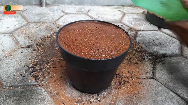 Root propagation adenium arabicum seeds (Eps.1) - GreenOnGreenTV смотреть онлайн