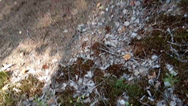 Подосиновики хоть лопатой собирай , грибы нам даёт жить, Грибочки супер . смотреть онлайн