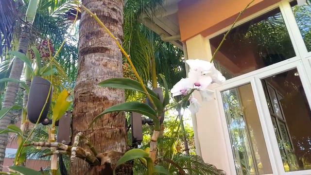 HOW TO TAKE CARE OF DENDROBIUM ORCHIDS AFTER BLOOM / DENDROBIUM ORCHIDS CARE смотреть онлайн
