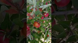 яблоня Сансэ (Sansa)