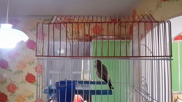 Очень красиво Поёт седоголовый щегол.город Ташкент смотреть онлайн