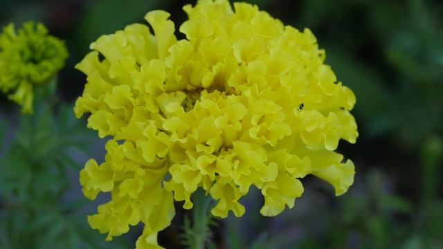 Panasonic Lumix GH4 обзор видеоблоггера // Konoden