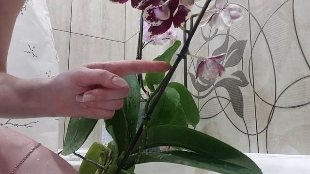 Душ для орхидей Фаленопсис. Польза или вред? Как это делаю я! смотреть онлайн