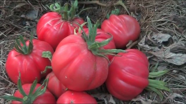 Сорт томата Аккардеон розовый // секреты хороших урожаев. смотреть онлайн