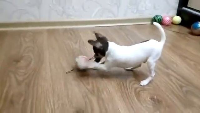 В-помет той-фокстерьеров, 2 месяца смотреть онлайн