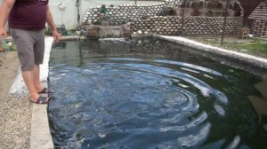 Форель в искусственном пруду при температуре воды + 20 градусов