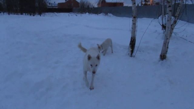 Соболь спустил пар с Тайной смотреть онлайн