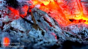 Подкормка огурцов народными средствами (1
