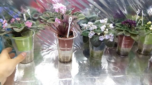 ЭТУ ФИАЛКУ ХОТЯТ ВСЕ! ВЫ ВЛЮБИТЕСЬ В НЕЕ СРАЗУ! ПОЧЕМУ ОНА ТАКАЯ КРАСИВАЯ? смотреть онлайн