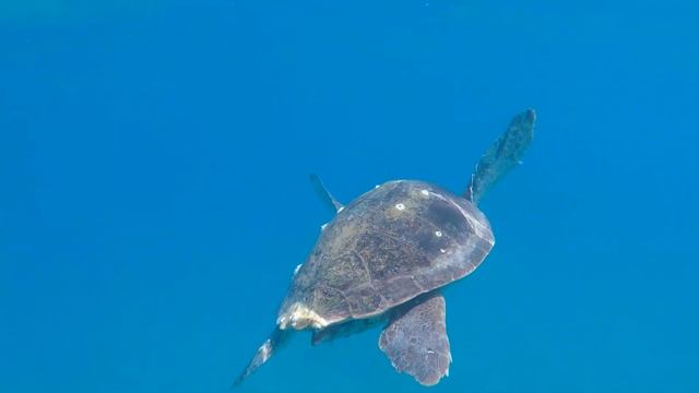 Zakynthos Loggerhead Turtles at Kalamaki Beach, Greece. смотреть онлайн