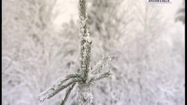 Около сотни жителей Архангельска получили разрешение на вырубку праздничной ели смотреть онлайн