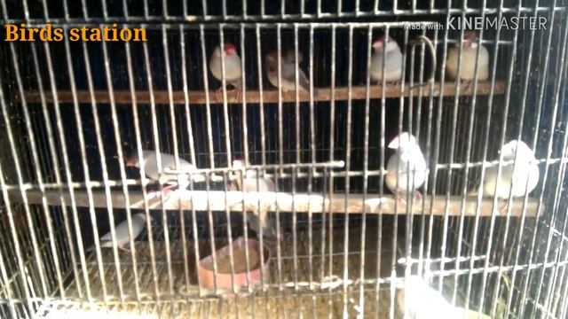 java finch information | java breeding tips смотреть онлайн