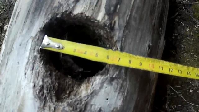 Находка бывшее гнездо дятла смотреть онлайн