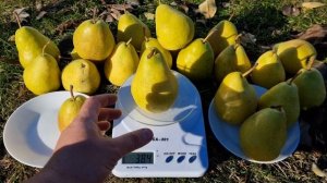 Груша Еріка