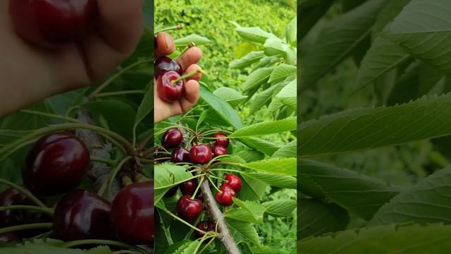 Черешня сорта Дайбера чёрная 5 июня 23 года смотреть онлайн