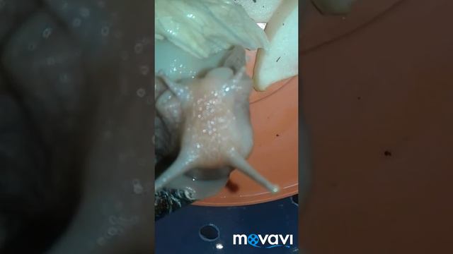 Мои улитки смотреть онлайн