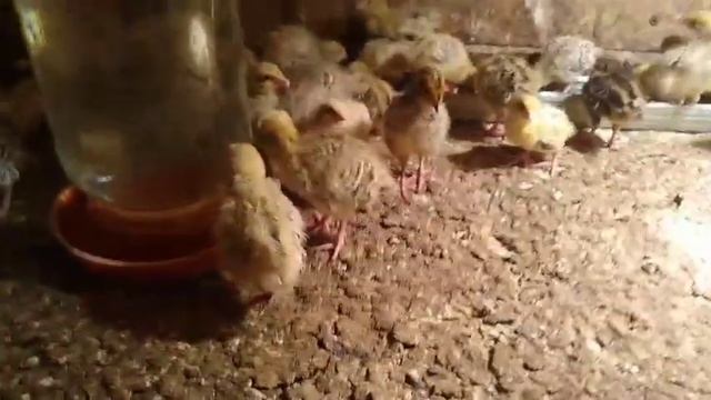 УТКИ НЕ НЕСУТСЯ//ПЕРЕПЕЛА РАЗНЫХ ВОЗРОСТОВ//НАПОЛЬНОЕ СОДЕРЖАНИЕ БРОЙЛЕРОВ//