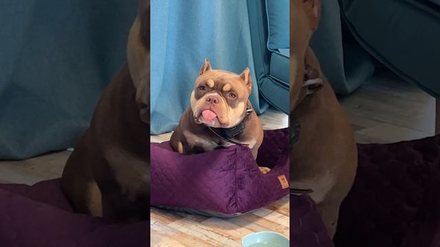 Миленькая собачка расстроилась потому что её дразнили 😢