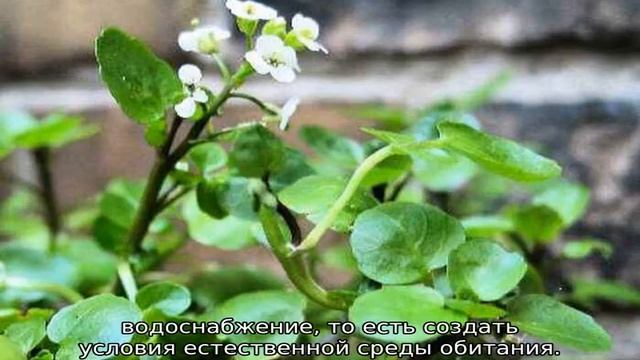 Водяной кресс — что это такое смотреть онлайн