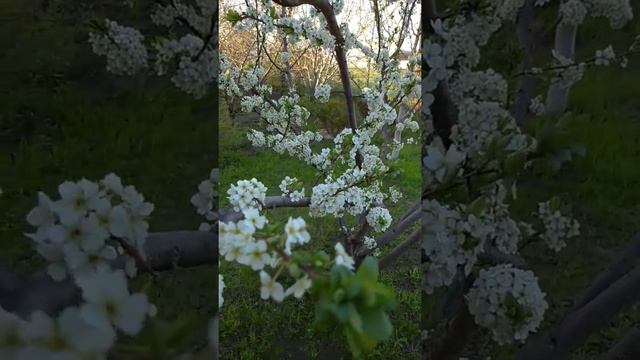 Слива цветет. Красивое и ароматное цветение сливы #цветы #flower #garden #слива смотреть онлайн