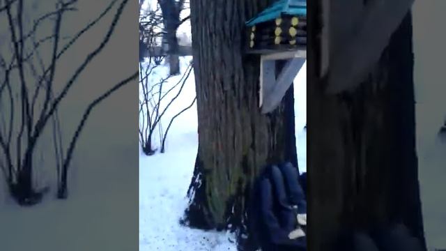 Что говорил святой Франциск птицам (все хотят это знать) смотреть онлайн