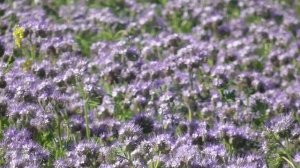 Цветение фацелии