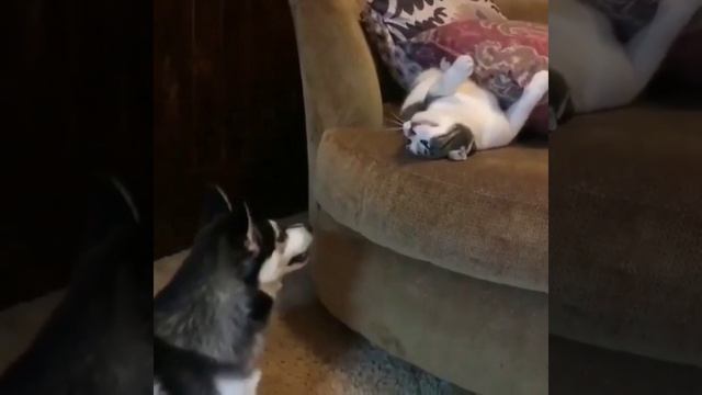 Будни Барсика и Рекса ..