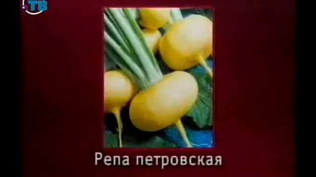 Пищевые растения. Урок 1.10. Овощные растения. Часть 3 смотреть онлайн