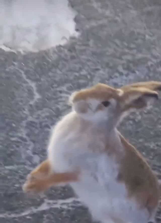 Заяц примёрз.