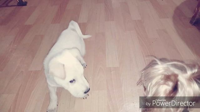 #щенок искали дом #собака #пёс #шарпей #йорк смотреть онлайн