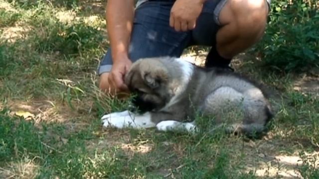 Начальное обучение щенка. Первые шаги смотреть онлайн