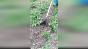 Ручной окучник с черенком