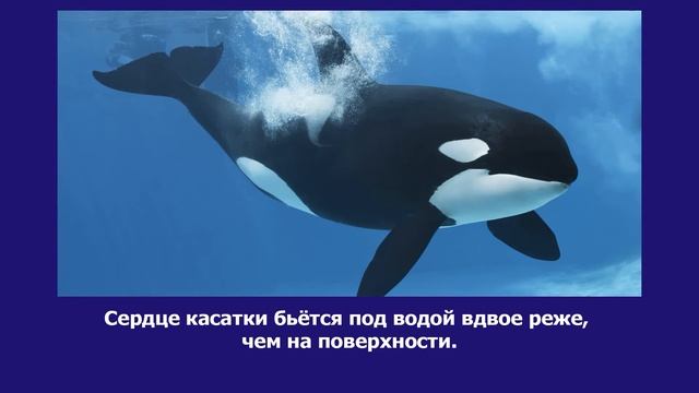Интересные факты о касатках. А вы знали об этом? Будь умным! смотреть онлайн