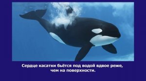 Интересные факты о касатках. А вы знали об этом? Будь умным!