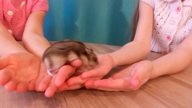 Как взять хомяка на руки Хомяк на руках Домашние животные смотреть онлайн
