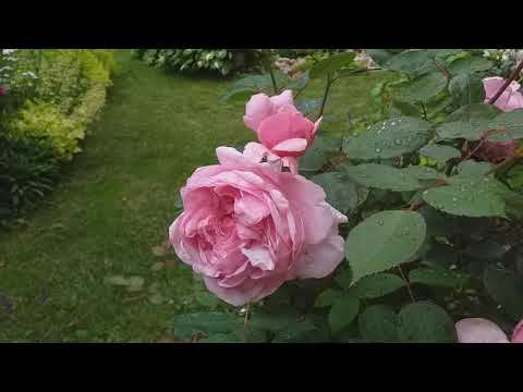 Прошу помощи в опознании. Окончательно - Боскобель? смотреть онлайн