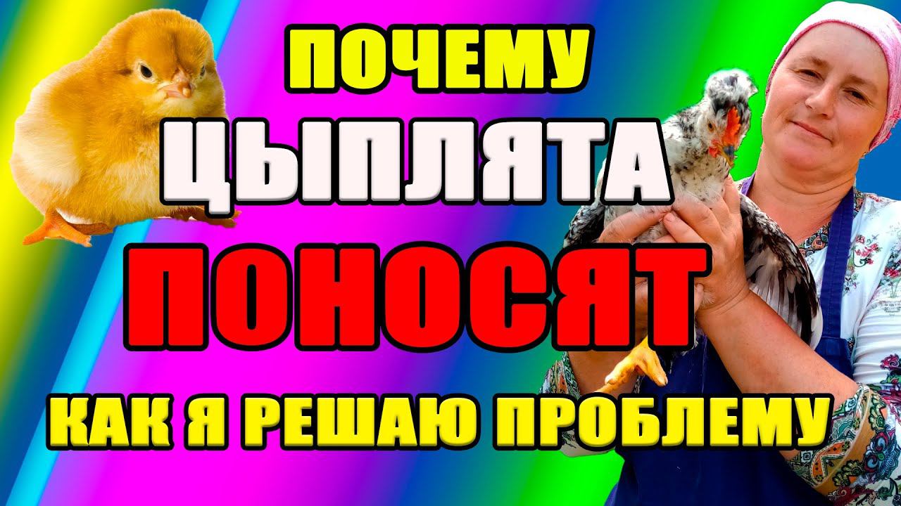 Почему цыплята ПОНОСЯТ. Как я решаю эту проблему. смотреть онлайн