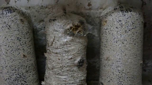 Грибы Вешенка. Сравнение Субстрата. Сено и Шелуха. Какой субстрат лучше для выращивания грибов. смотреть онлайн