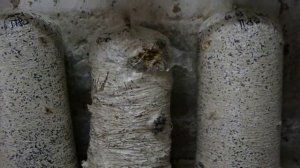 Грибы Вешенка. Сравнение Субстрата. Сено и Шелуха. Какой субстрат лучше для выращивания грибов.