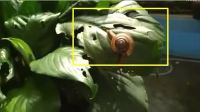 Fenomena Daun Bolong. Phenomenon of Holed Leaves. смотреть онлайн