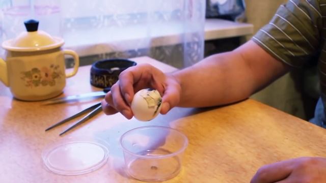 Топ 3 гомункул (homunculus) из яйца смотреть онлайн