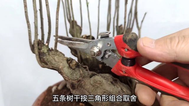 Don't dislike elm pimples. A reasonable choice can also become a bright bonsai別嫌棄榆樹疙瘩，取捨有道也能成為亮眼的盆景 смотреть онлайн