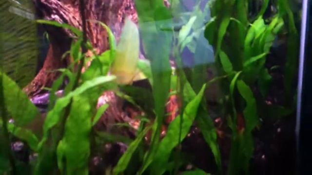 Гупёшки в моём аквариуме смотреть онлайн