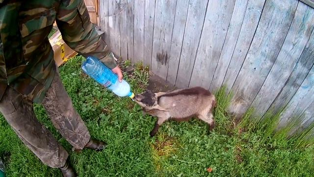 Соски для ягнят(козлят). Обзор// Жизнь в деревне смотреть онлайн