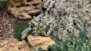 Добавьте красок в сад! Бересклет Форчуна, Бересклет Японский .