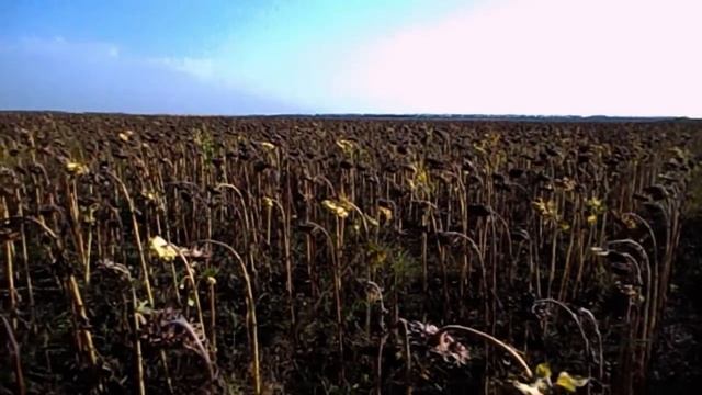 САМВЕЛ АДАМЯН ГЕНА РАБОТАЕТ НАПРЯМУЮ С МИНИСТЕРСТВОМ ОБОРОНЫ. БОЛЬШОЙ ЧЕЛОВЕК смотреть онлайн