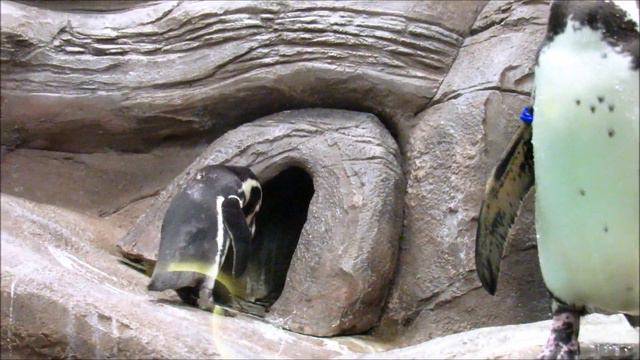 Пингвины не только плавают, но и строят гнезда. 23.02.19 г. смотреть онлайн