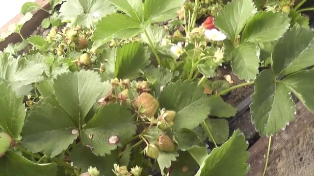 Садовая земляника клубника Мармелада смотреть онлайн